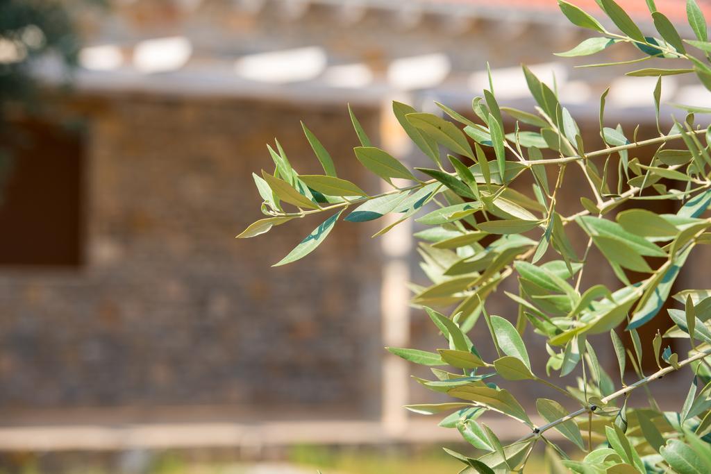 Olive Land Villas Limenaria  Habitación foto